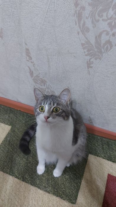 Отдам в добрые руки