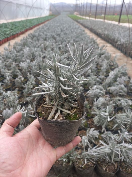 Лаванда.           .