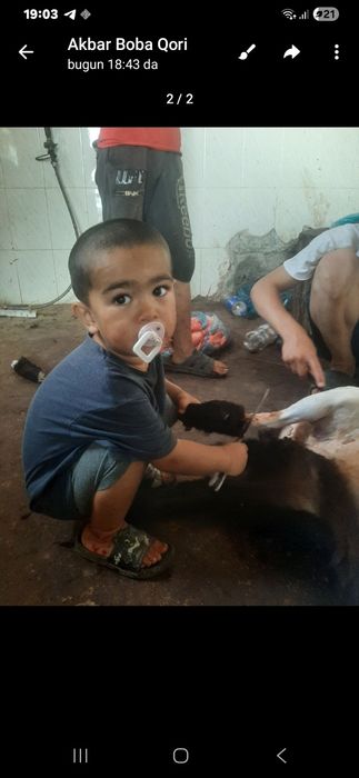 Куй куз кассоп трик сфатли