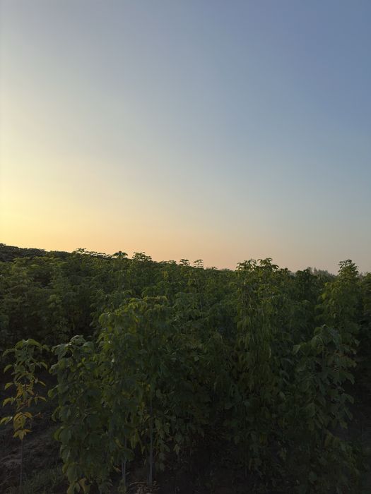 Katalpa Klyon Каталпа клён ясин сафора бор