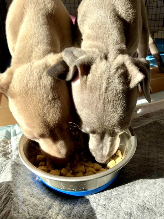 Италианска хрътка – изящество, благородство и безупречен произход