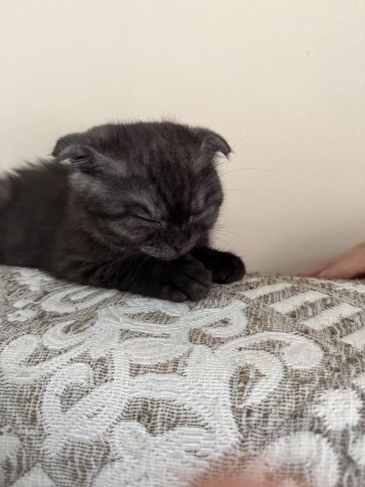 Продам вислоухого котенка