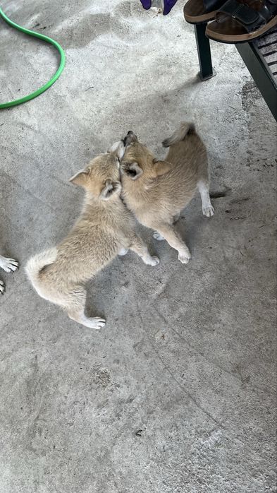 Щенки чистокровной лайки