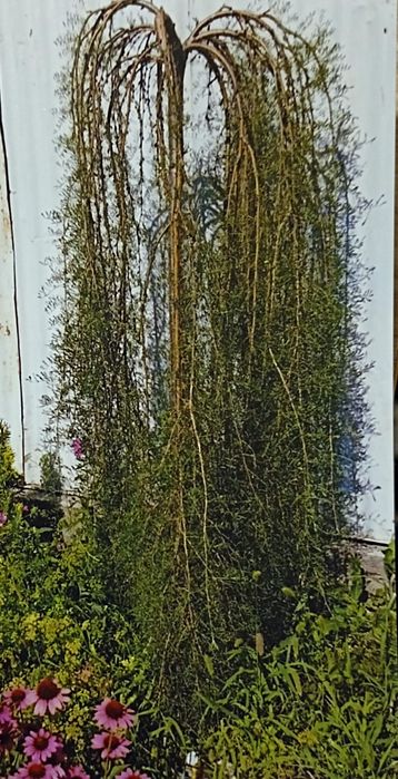 Карагана на штамбе.