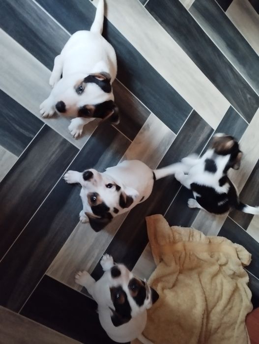 Джак Ръсел териер