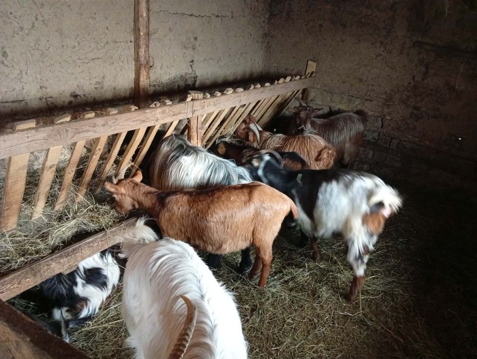 Vând capre gestante