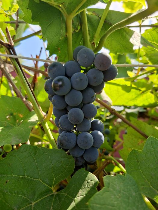 Продам виноград "Изабелла"