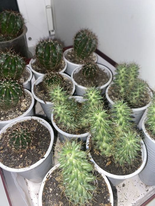 Кактусы для дома