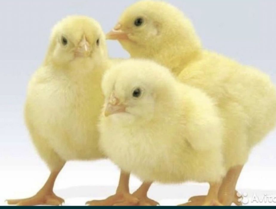Цыплята бройлера.
