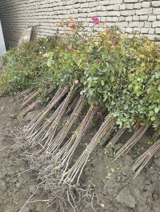 Метровка гуллар сотилади