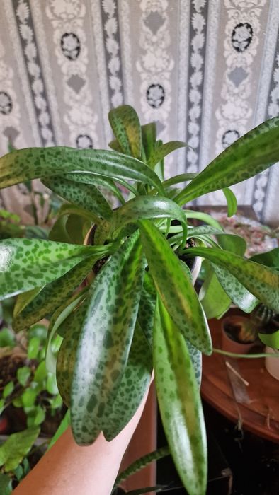 Продам дримиопсис