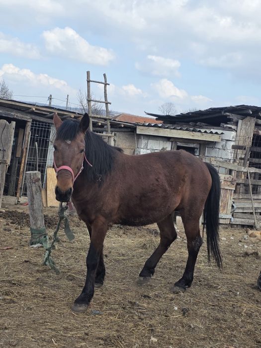 Cal / Armasar 8 ani de vanzare  , cuminte bun la caruta si munca