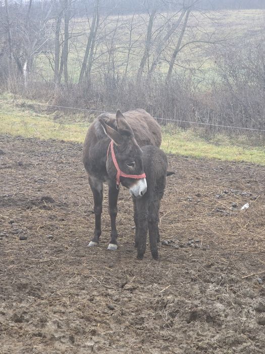 Vând 1-2  magarite cu pui mic, cu lapte