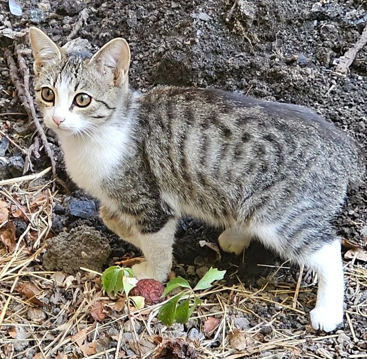 Отдам котят в добрые руки