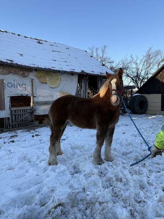 Vând mânză de 8 luni