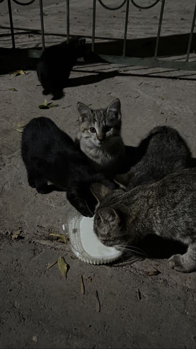 Котята ищут дом!!!