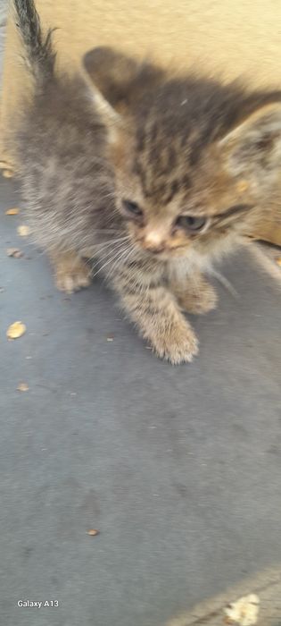 Отдам котёнка в добрые руки