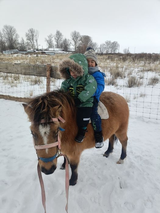 Продам Пони 4годик