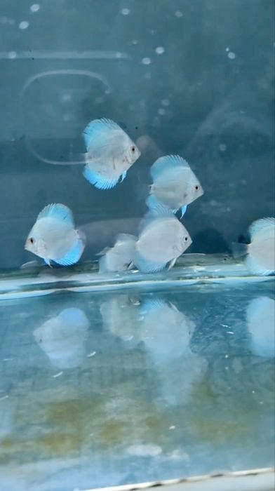 Дискус блю даймонд продаётся