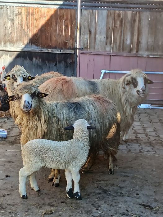 De vînzare oi cu miei