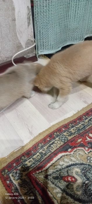 Отдам даром щенят