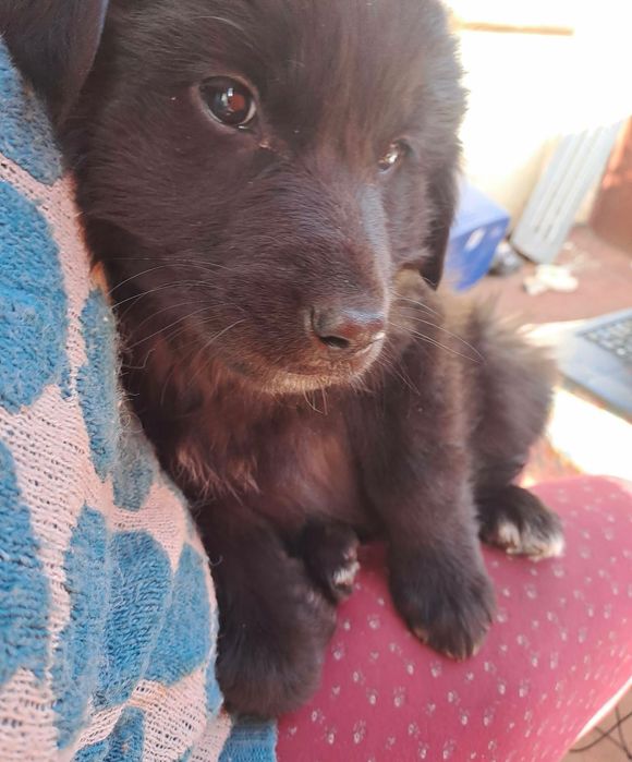 Подарявам кученца