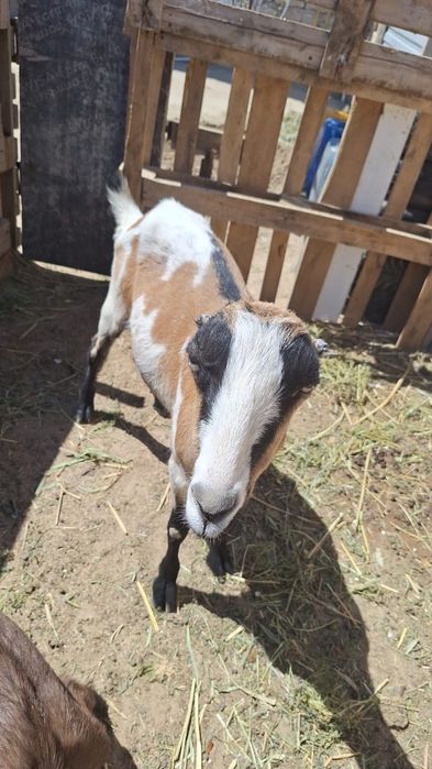 Козы парода ламанча