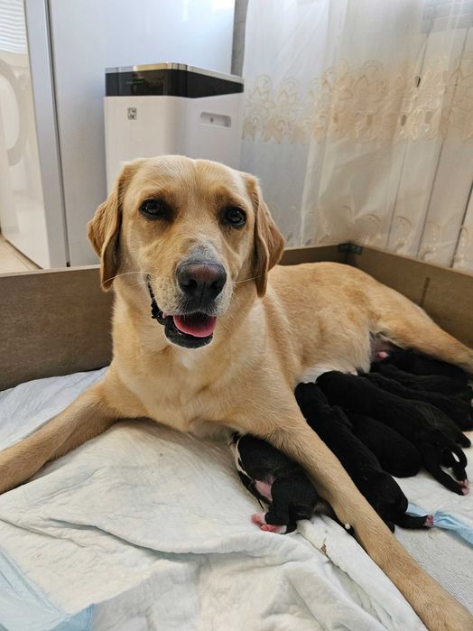 Подаряват се кученца