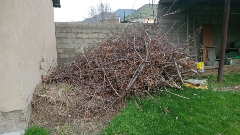 Тегін отын. Бесплатные дрова