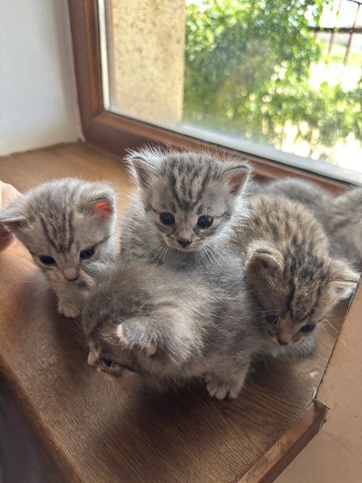 Кошка мысык мысық