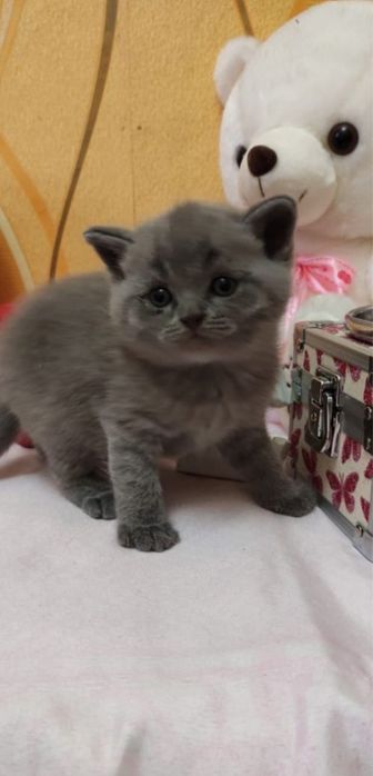 Самые нежные британчики