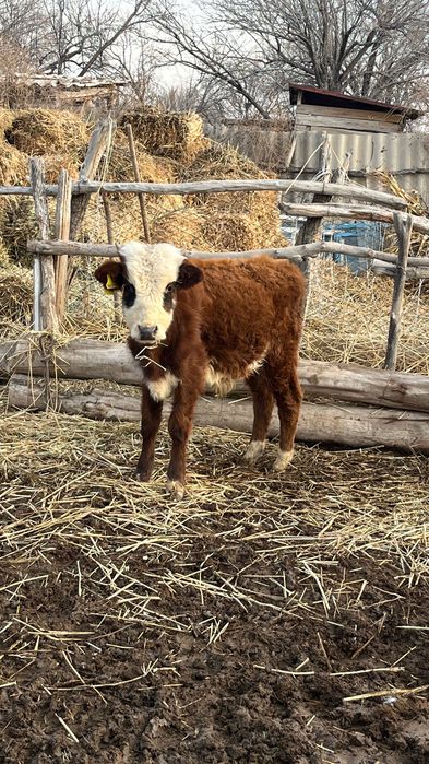 2 баспақ сатылады