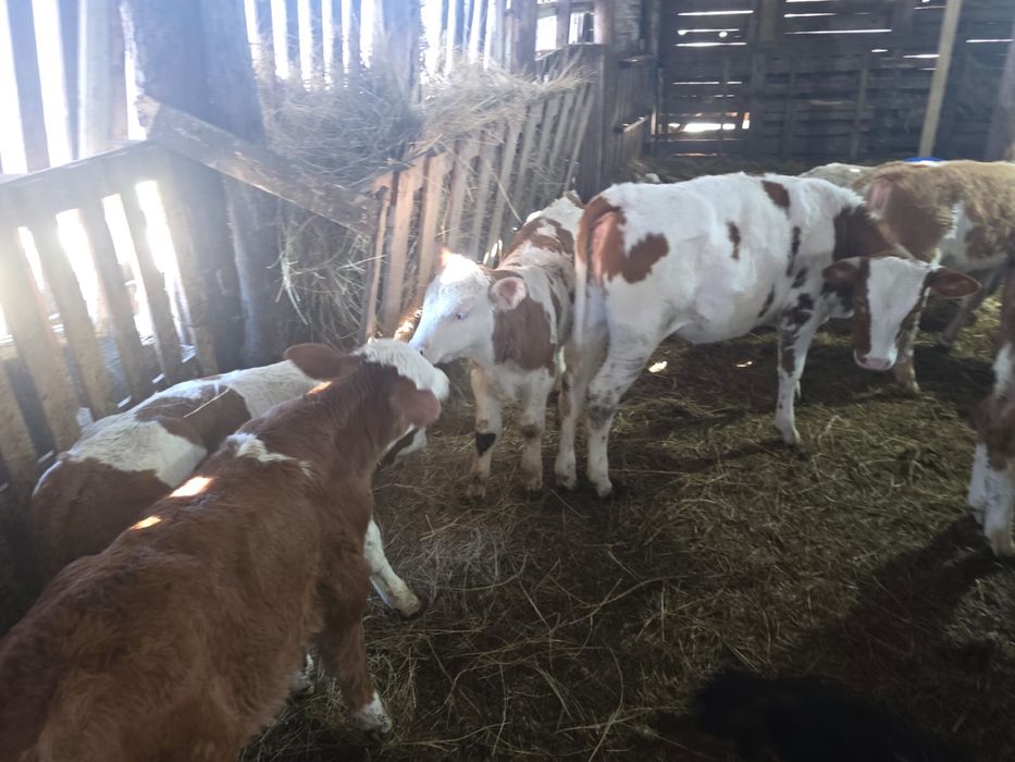 Vand vitei intarcati