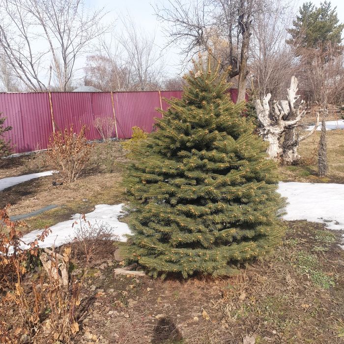 Продам ели голубые