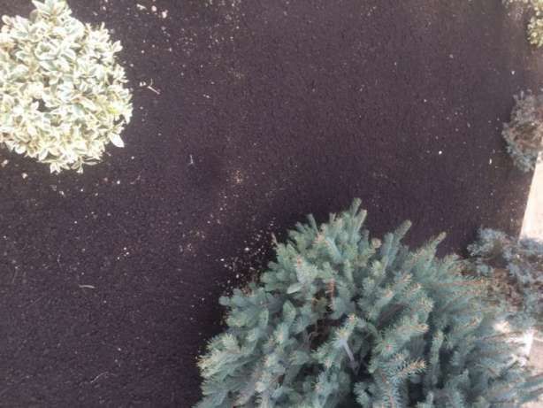 Биогумус,100% натуральное удобрение в