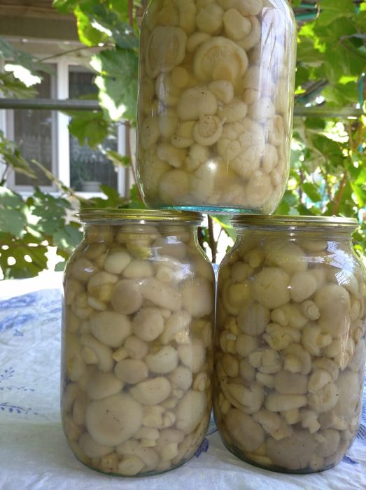 Белый горный гриб 3500