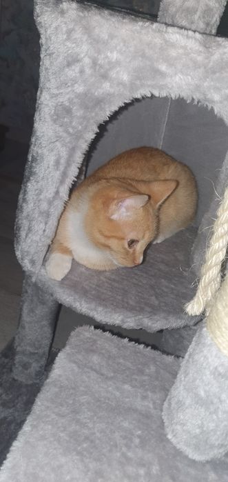 Котенок 5  месяца