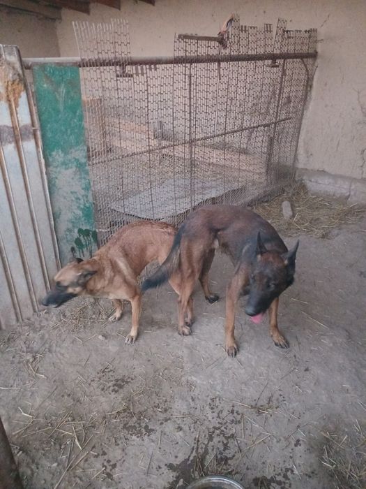 бельгийский овчарка щенки