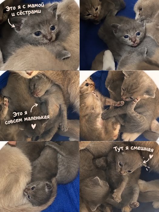 Котенок ищет родителей!!!