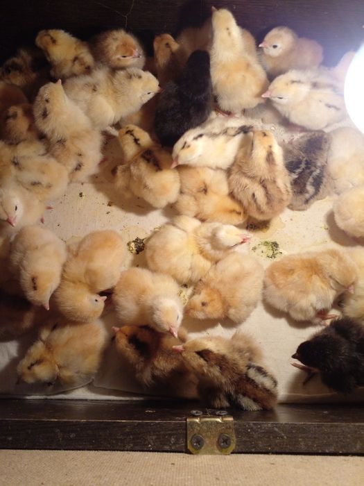 Продам цыплят несушки домашние
