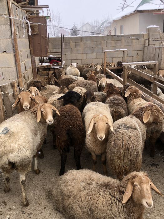 Тоқтылар/баран/қой/қошқар