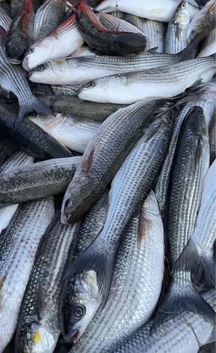 Кефаль Каспийская