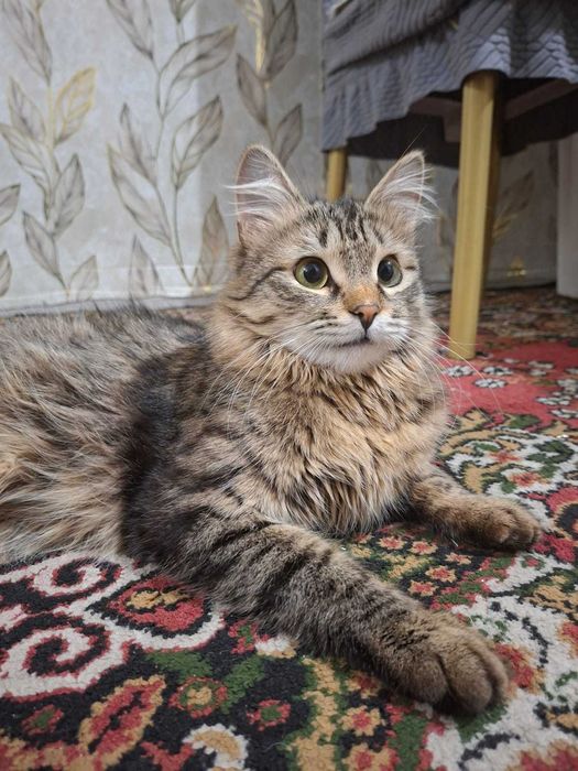 Отдам кота в добрые руки!