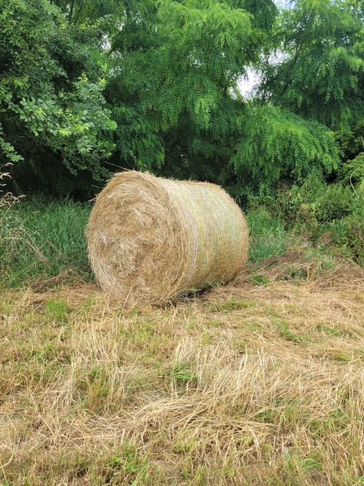 Băloți rotunzi de fân