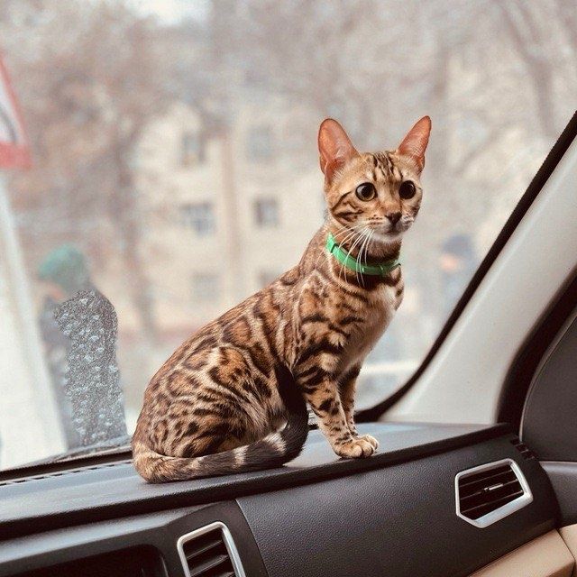 4та Бенгал мушиги сотилади