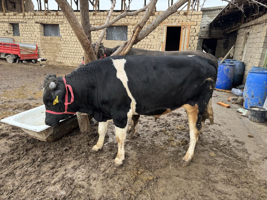 Buqalar sotiladi arzon narxlarda