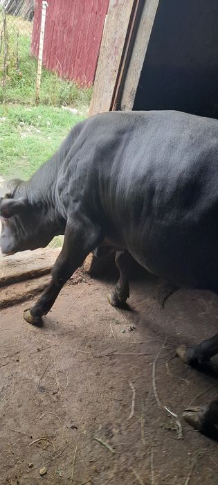 Vând vițel de 7 luni