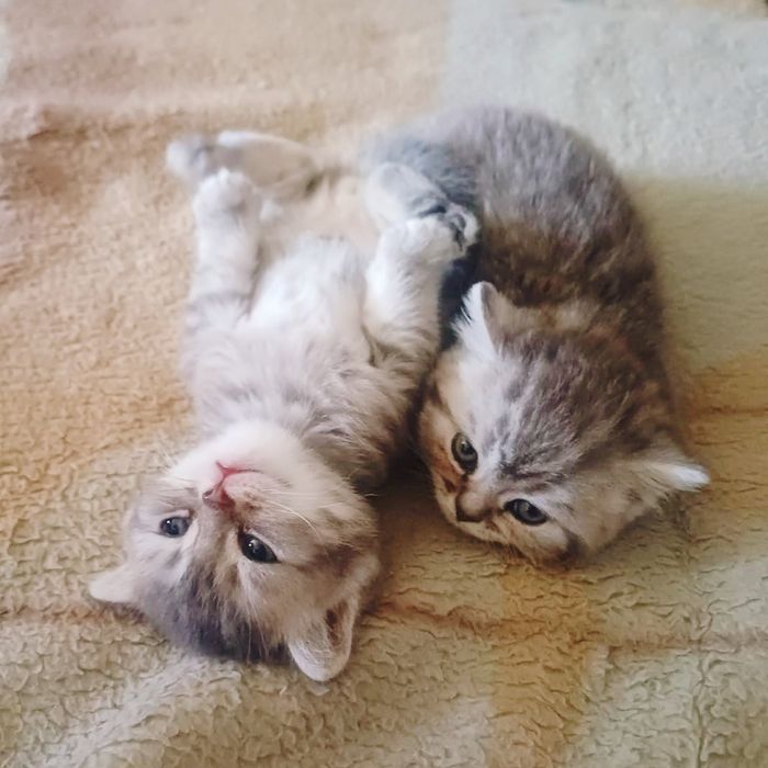 Британские котята