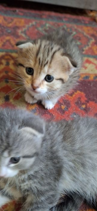 Котята,добрые,игривые и спокойные.