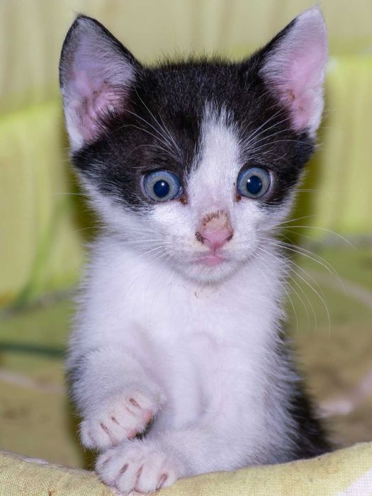 Pisoi spre adoptie